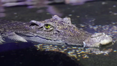 Crocodile head Stock Footage 188202317
