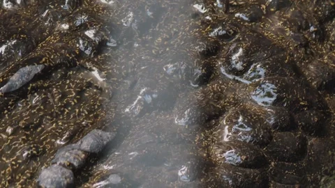  Crocodile  head Stock Footage 244600907