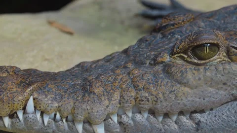  a crocodile head	 Stock Footage 253409373