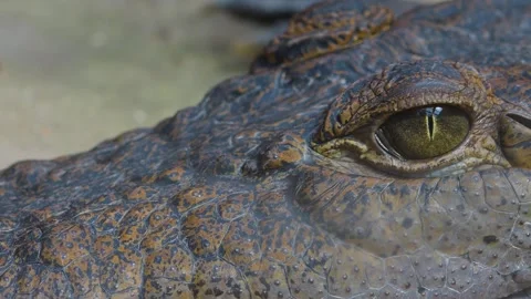 A crocodile head Stock Footage 253491814