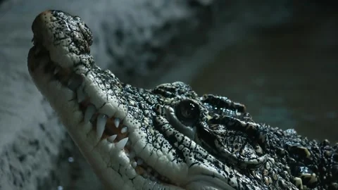 Crocodile head Stock Footage 283072728