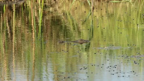 Crocodile Head Out of Water Stock Footage 209573124