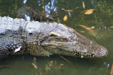 Crocodile head Stock Photos