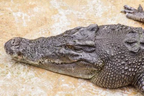 Crocodile head Stock Photos