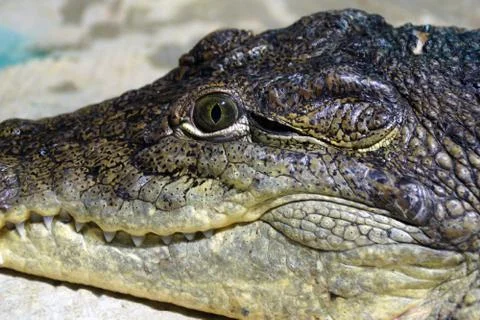 Crocodile head Foto stock