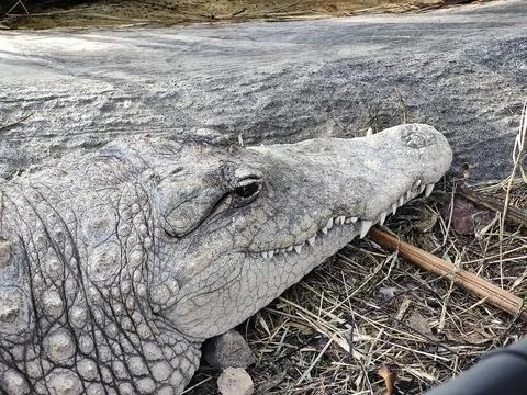 Crocodile head resting on ground Stock Photos