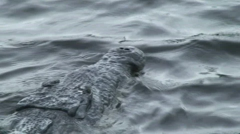 Crocodile Head Swimming Stock Footage 879848