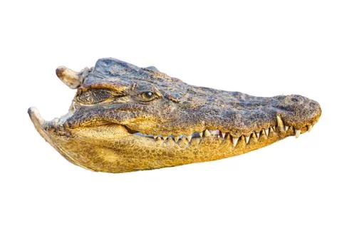 Crocodile head on white background Foto stock