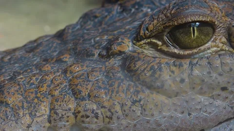Crocodile head with zoom in  Stock Footage 253531494