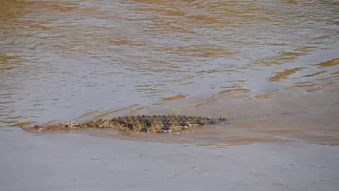 Crocodile hovering in the river Video stock 221705222