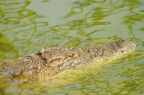Crocodile hunting Stock Photos