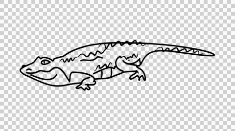 Crocodile icon Line Drawing Animation Transparent Background Vector Motion Graph Stock Footage 44638448