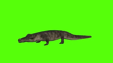 Crocodile Idle Green Screen Animation 4k Rendering Stock Footage 296980197