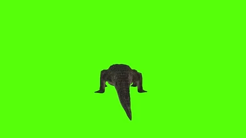 Crocodile Idle Green Screen Animation 4k Rendering Stock Footage 296980208