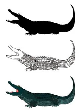 Crocodile Illustrazione stock