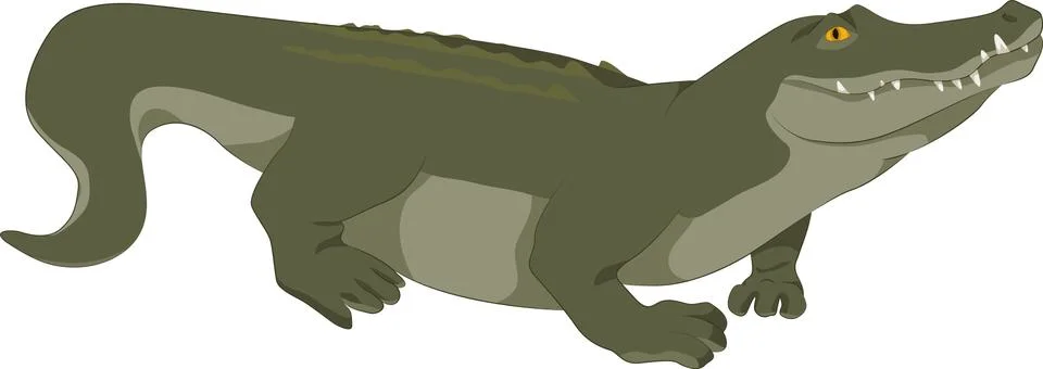 Crocodile Stock Illustration