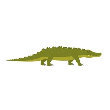 Crocodile Stock Illustration