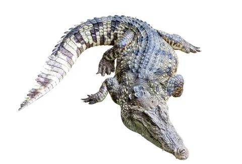 Crocodile isolate Stock Photos