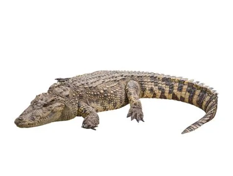 Crocodile isolate Stock Photos