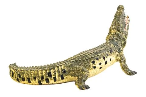 Crocodile on isolated background Stock Photos
