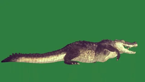 A crocodile isolated on green screen background Stock Footage 336856001