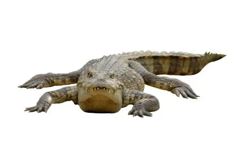 Crocodile isolated Photos