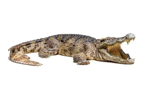 Crocodile isolated Stock Photos
