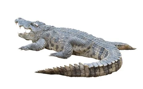 Crocodile isolated Foto stock