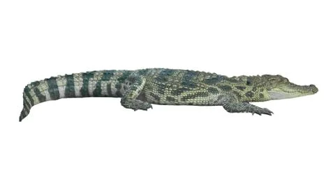 Crocodile isolated Foto stock
