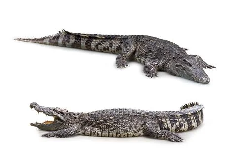 Crocodile isolated Stock Photos