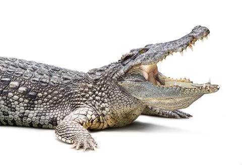 Crocodile isolated Stock Photos