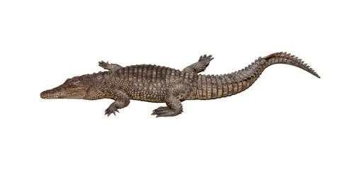 Crocodile isolated Stock Photos