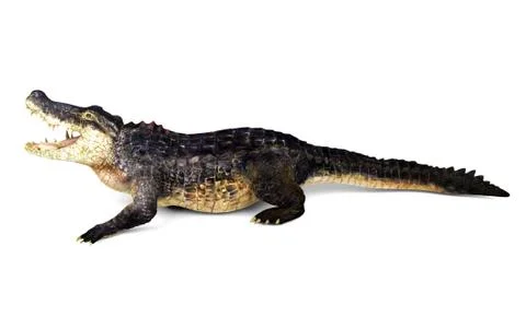 Crocodile isolated on white background, 3D rendering Stock Illustration