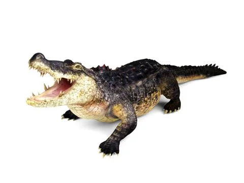 Crocodile isolated on white background, 3D rendering Stock Illustration