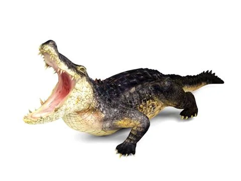 Crocodile isolated on white background, 3D rendering Stock Illustration
