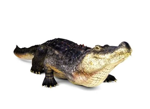 Crocodile isolated on white background, 3D rendering Stock Illustration