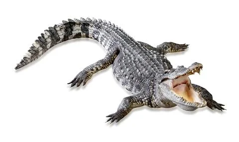 Crocodile isolated on white background ,include clipping path Stock Photos