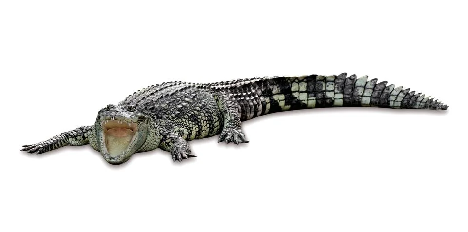 Crocodile isolated on white background ,include clipping path Stock Photos
