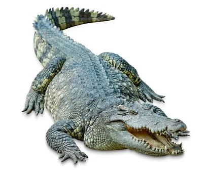 Crocodile isolated on white background ,include clipping path Stock Photos