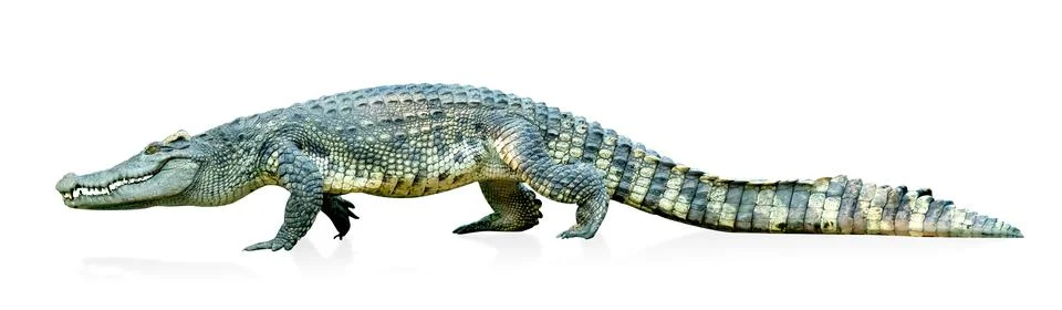 Crocodile isolated on white background ,include clipping path Stock Photos