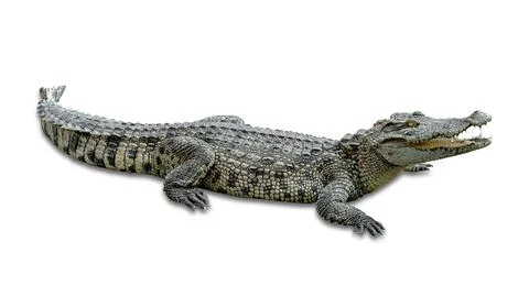 Crocodile isolated on white background ,include clipping path Stock Photos