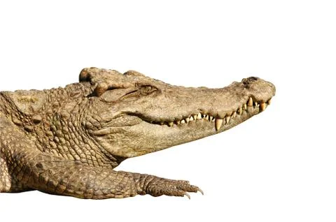 Crocodile isolated on white background Foto stock