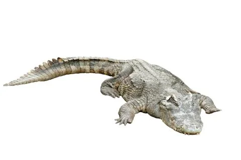 Crocodile isolated on white background Stock Photos