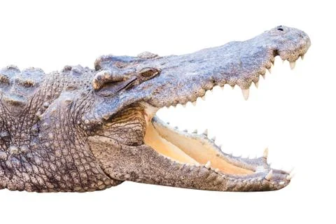 Crocodile isolated on white Stock Photos