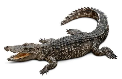 Crocodile isolated on white Stock Photos