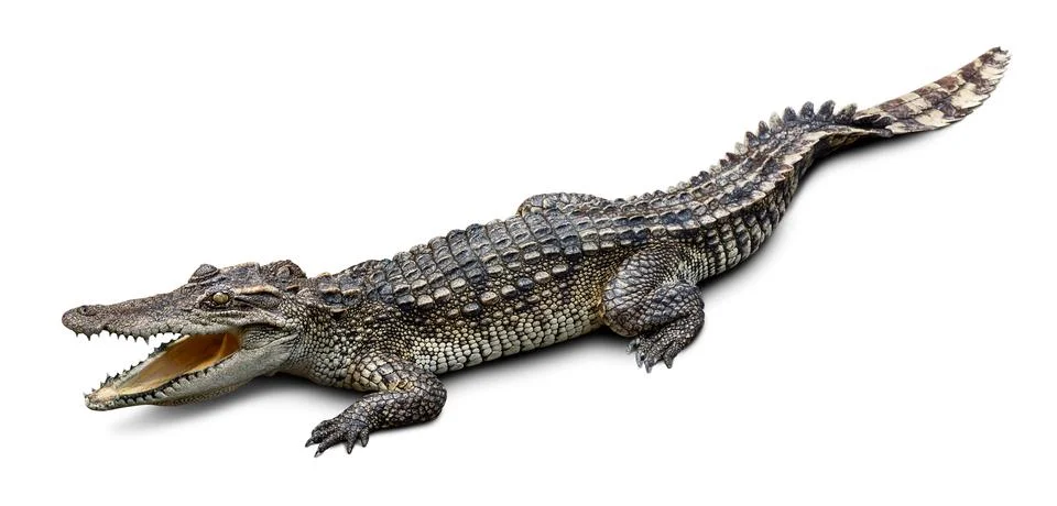 Crocodile isolated on white Stock Photos