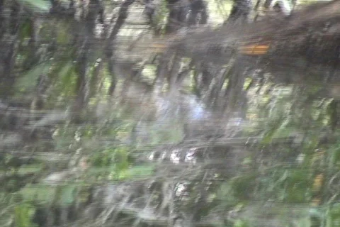 Crocodile in Jamaica 02 Stock Footage