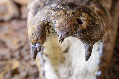 Crocodile Jaw Replica Stock Photos