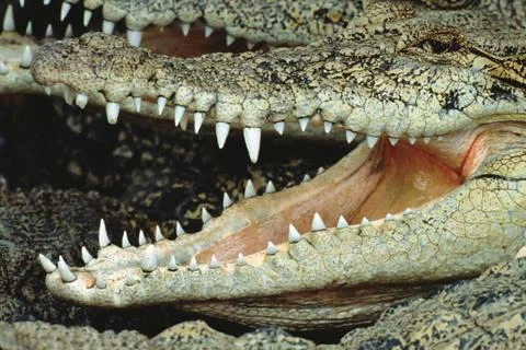 Crocodile, jaws, teeth Stock Photos