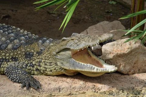 Crocodile jaws wild animal Stock-Fotos